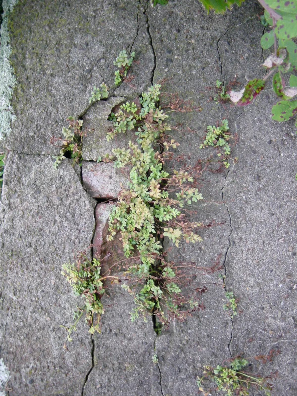 Getarnter Zwerg